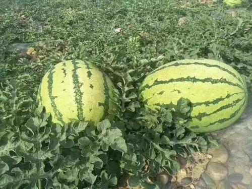 康县网红吃瓜事件,一场网络舆论的风暴与反思 第1张 康县网红吃瓜事件,一场网络舆论的风暴与反思 第1张